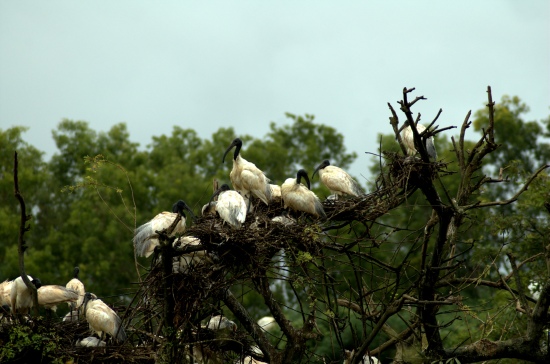 PAYANIGA - On a rainy day in Gudavi Bird Sanctuary