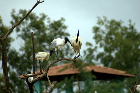 PAYANIGA - On a rainy day in Gudavi Bird Sanctuary