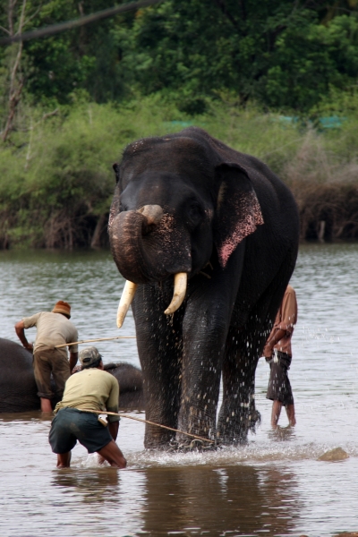 Sakrebailu Elephant Camp