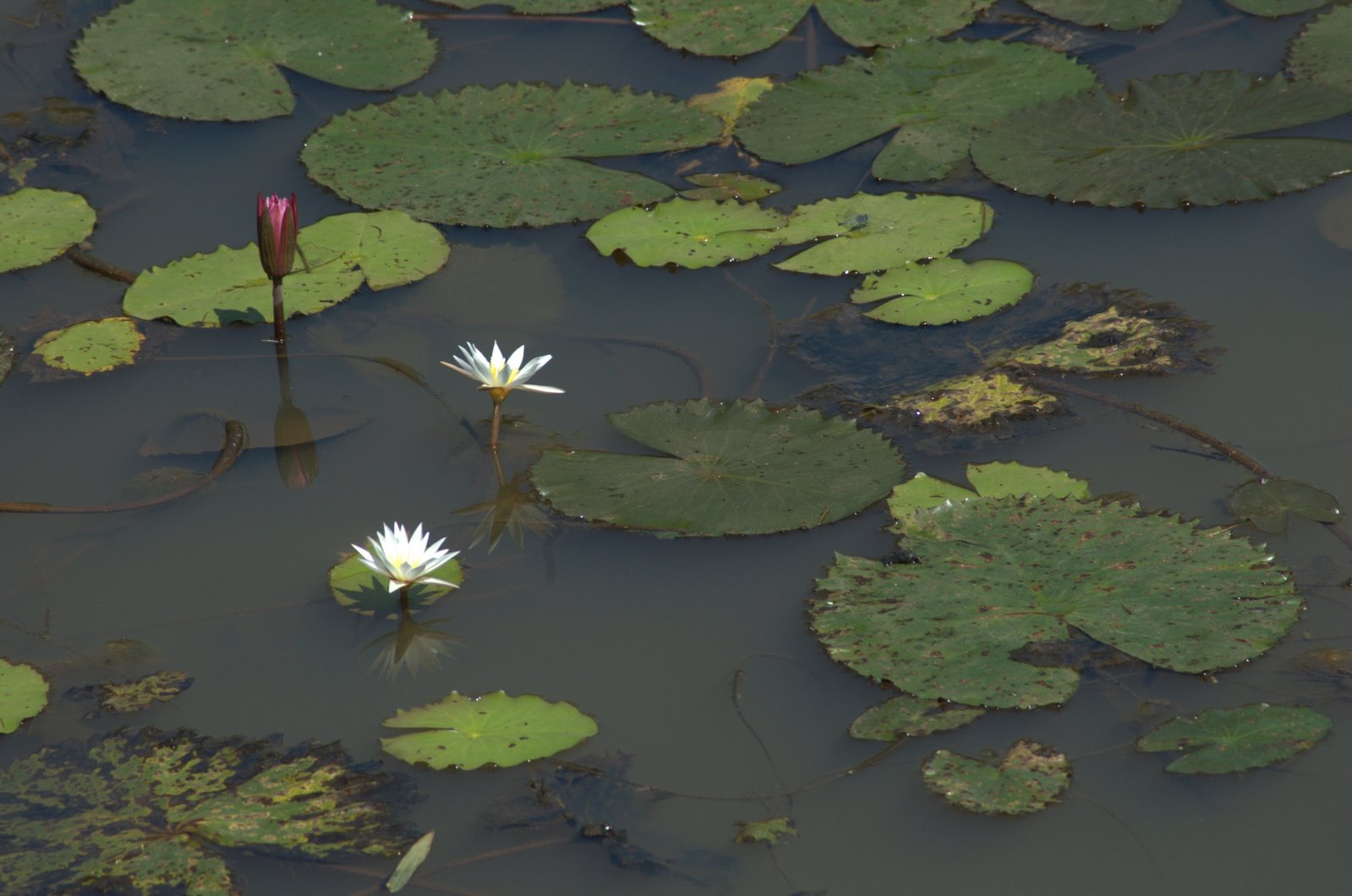 Wayanad - Day 2 | PAYANIGA