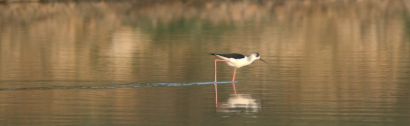 A date with the migratory birds