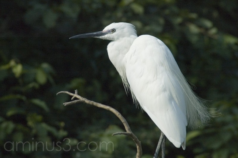 A date with the migratory birds | PAYANIGA