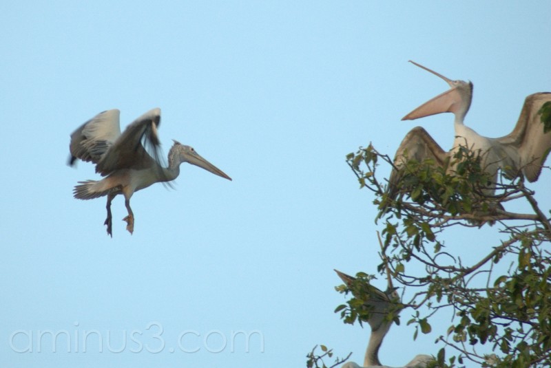 A date with the migratory birds | PAYANIGA