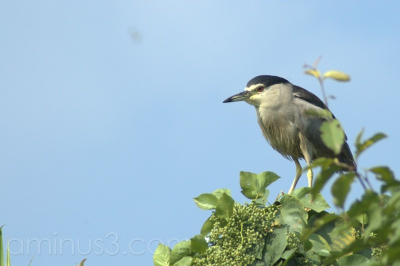 A date with the migratory birds | PAYANIGA