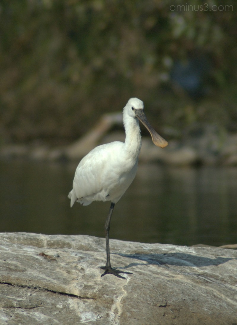 A date with the migratory birds | PAYANIGA