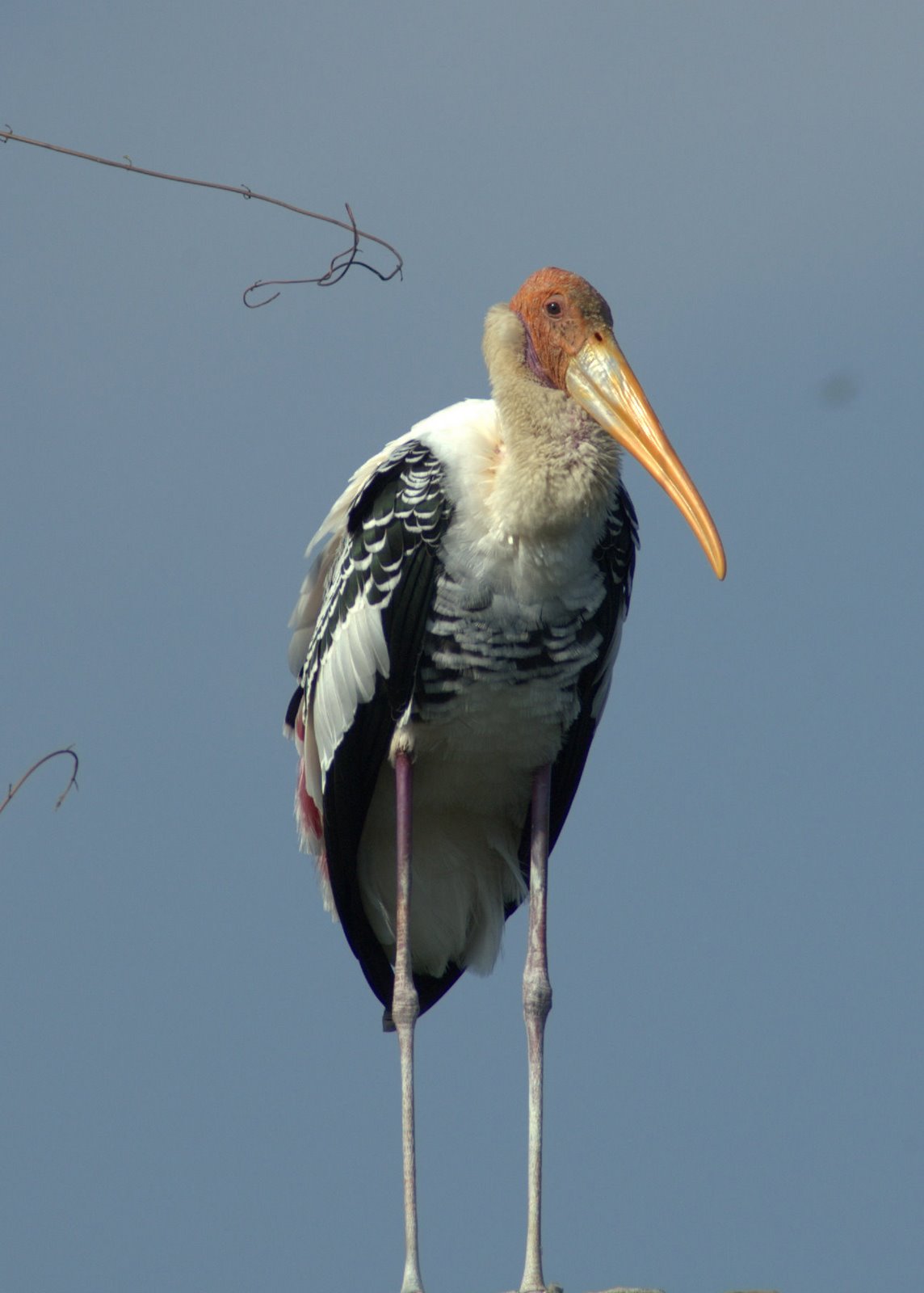 A date with the migratory birds | PAYANIGA