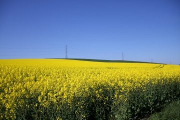 Yellow fields of Aberdeenshire | PAYANIGA