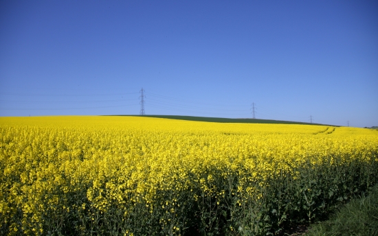 Yellow fields of Aberdeenshire