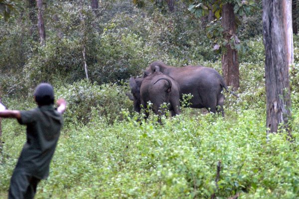 When the wild elephants chased us
