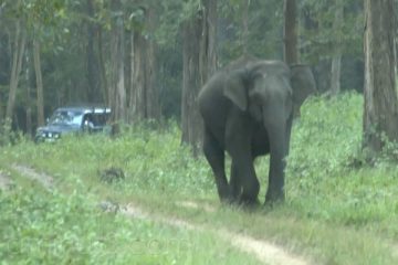 When the wild elephants chased us | PAYANIGA