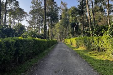 Anandavana Homestay: A Serene Escape in the Heart of Coorg | PAYANIGA